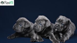 Read more about the article Caring for Your Cane Corso Puppy: 2024 Simple Guide