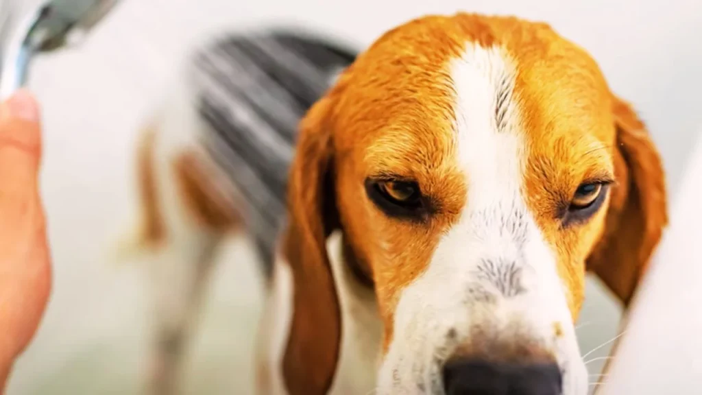 Grooming Your Beagle’s Coat: