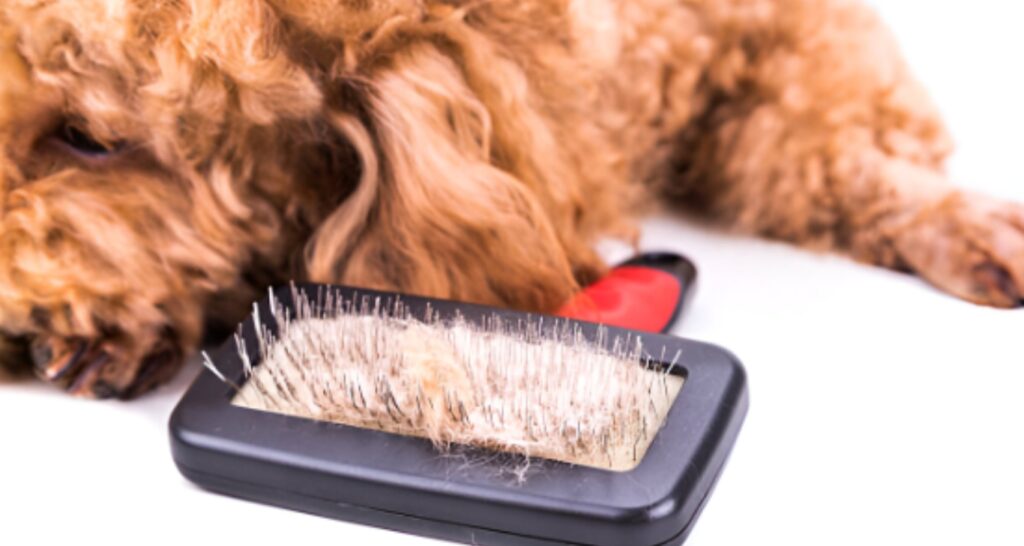 Goldendoodle grooming steps
