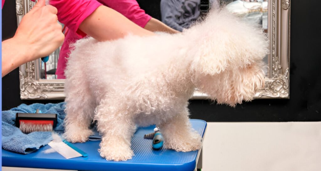 How Do I Brush My Goldendoodle