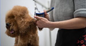 Read more about the article How Do I Brush My Goldendoodle: 7 Steps Guide