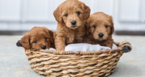 Read more about the article How Often Should I Brush My Goldendoodle?