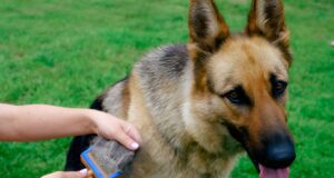 Read more about the article How Often Should You Brush or Comb a German Shepherd’s Fur?