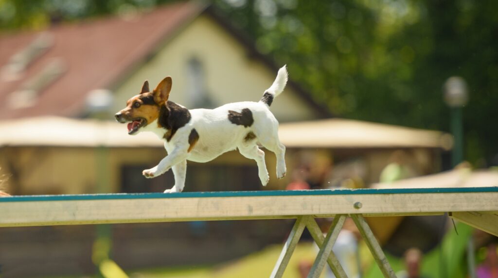 How to Teach a Dog to Use Ramp