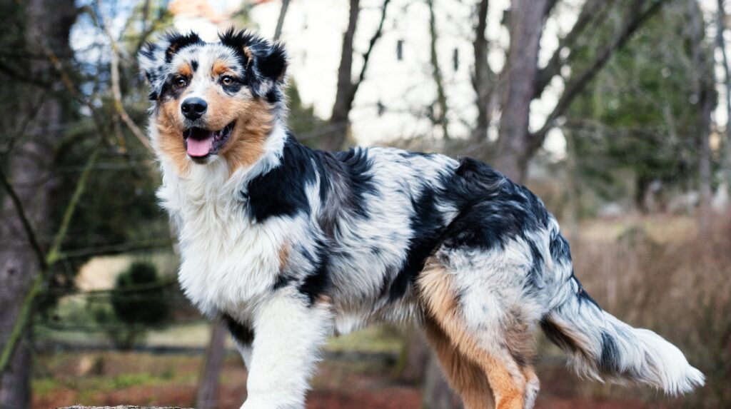 Seasonal Grooming Needs for Your Australian Shepherd