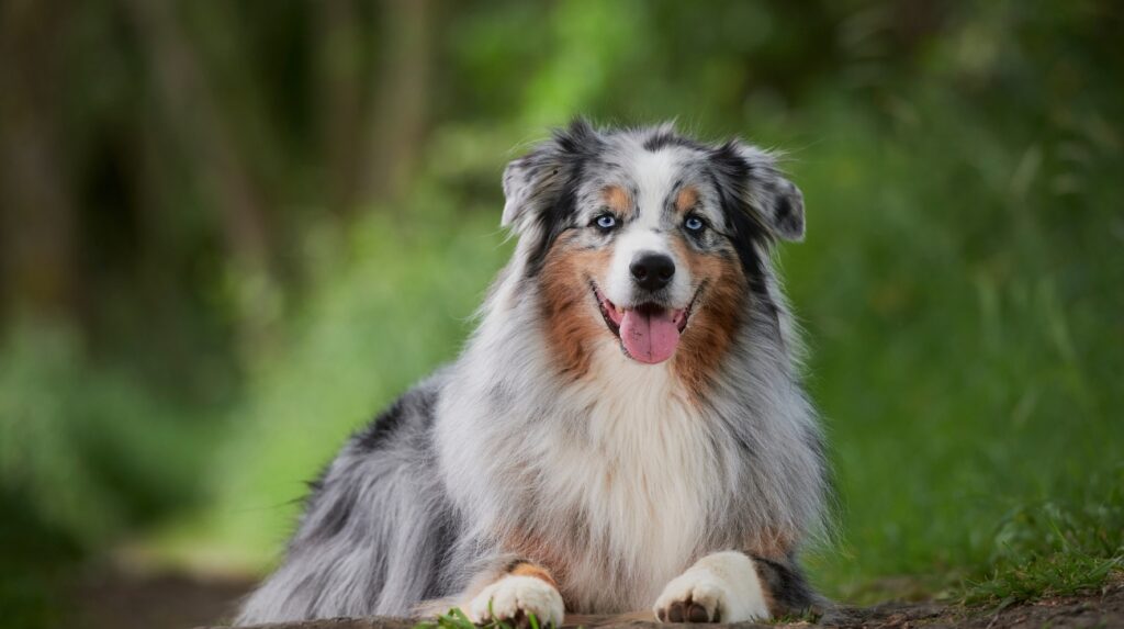 Brushing an Australian Shepherd