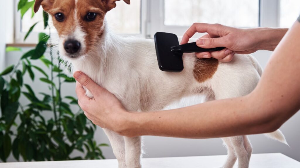 How to Choose the Right Dog Brush for Your Pet