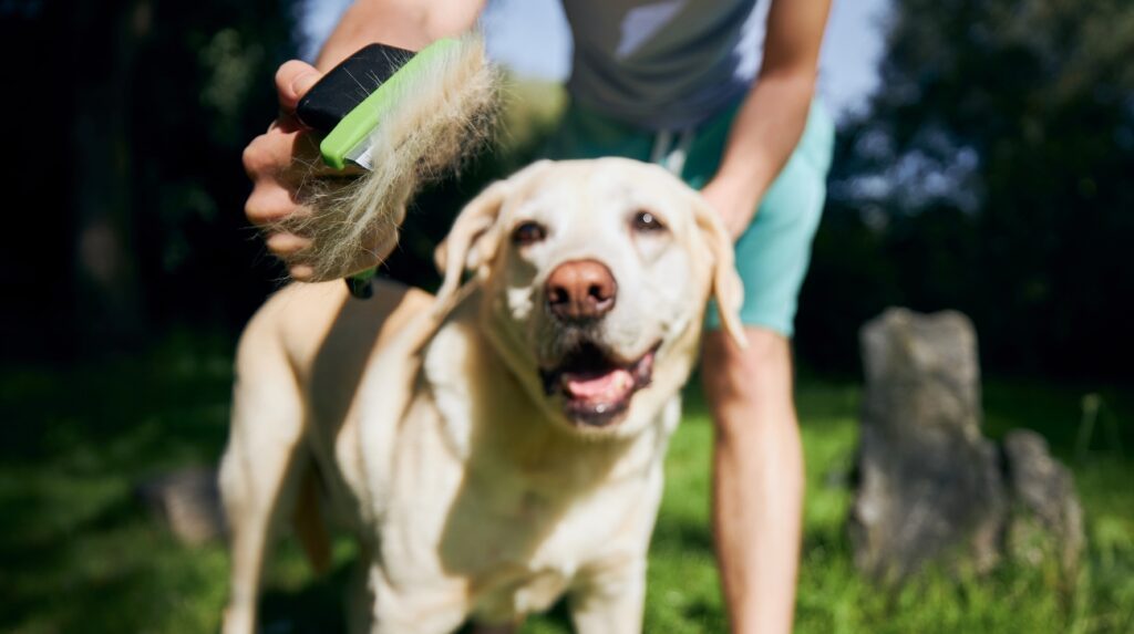 Consider Your Dog's Shedding Habits