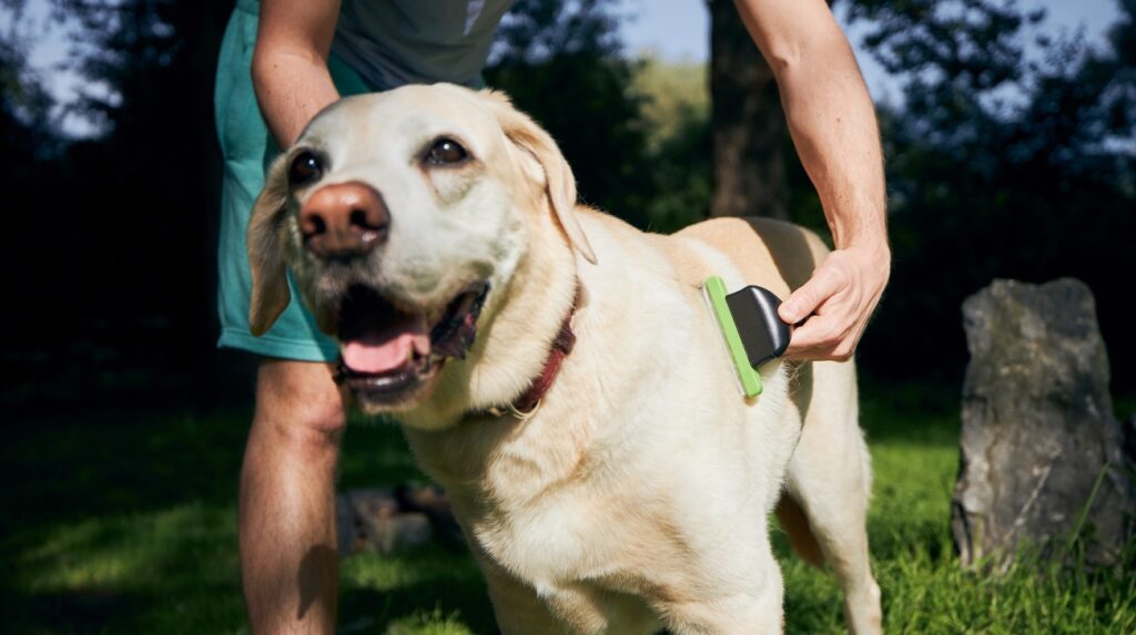 Recognize Professional Groomers' Tools