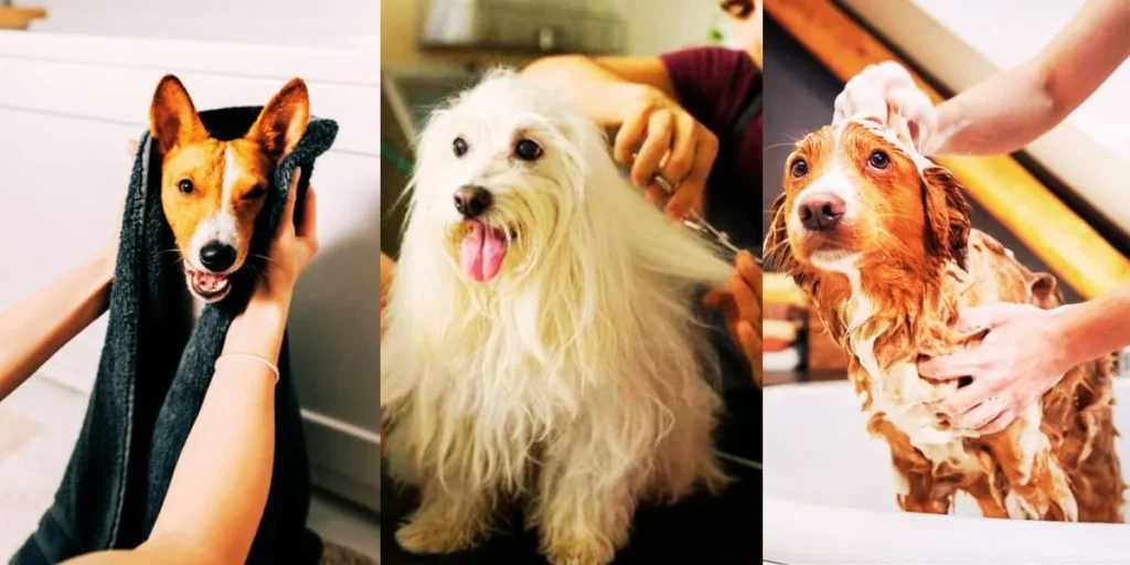 How to Deshed Short Hair Dogs