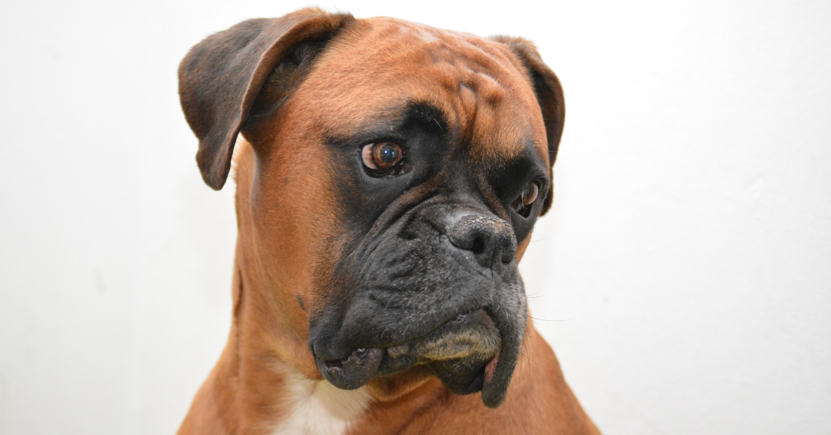 Read more about the article How to Deshed a Boxer Dog: 4 Simple Steps