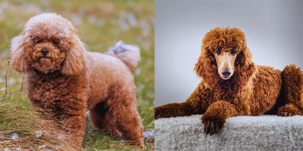 Poodle’s Unique Coat