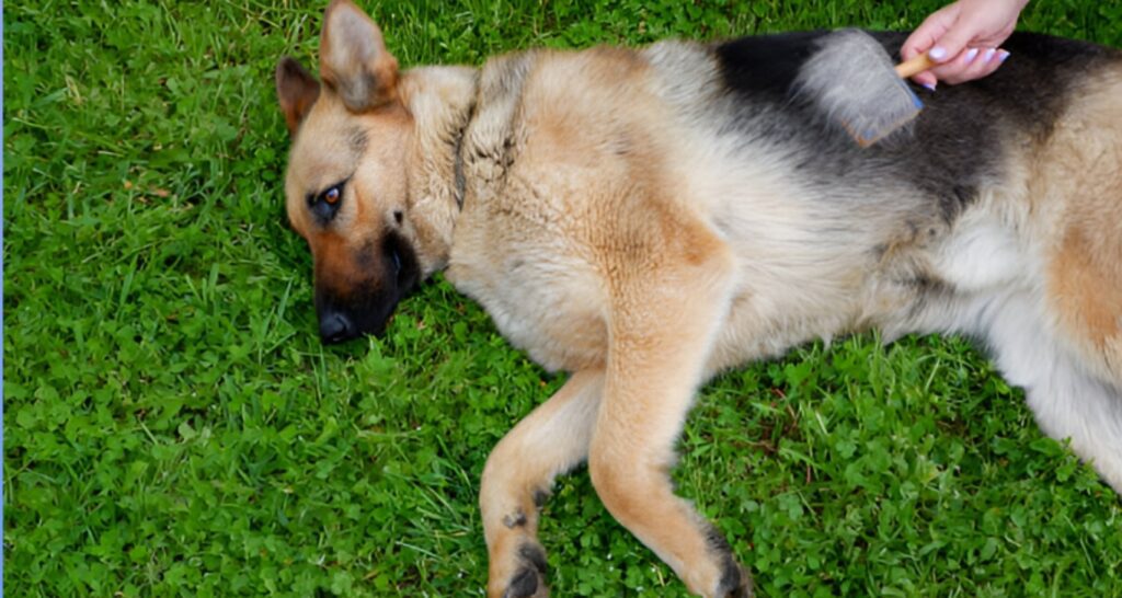 Importance of Regular Brushing a German Shepherd