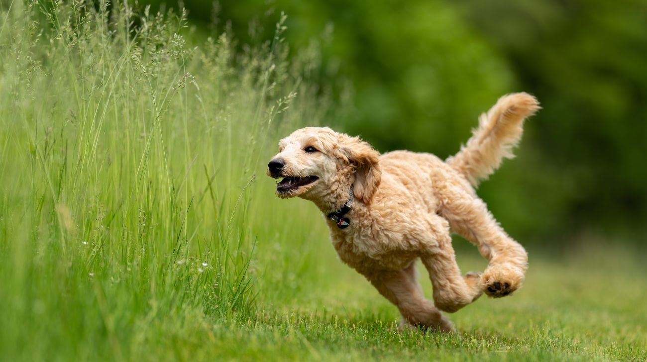 You are currently viewing How to Keep My Long-Haired Dog Clean and Groomed | 3 Steps