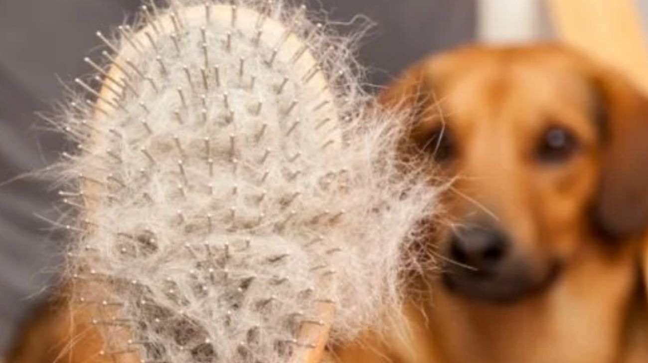 You are currently viewing What Happens if You Don’t Brush Your Dog’s Hair| 8 Things