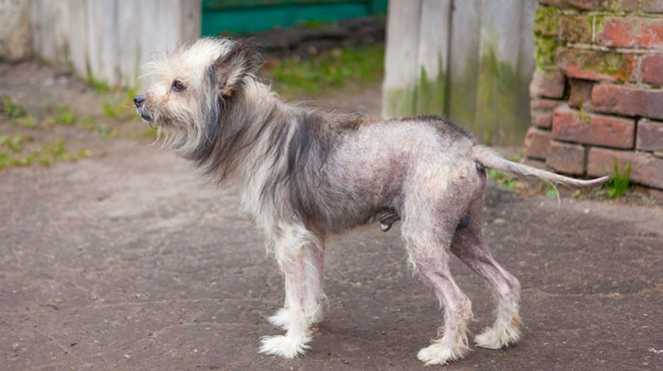 You are currently viewing How Long Will It Take for Dog Hair to Grow Back | 4 Factors