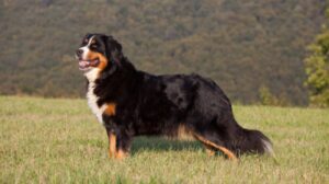 Read more about the article How to Groom a Bernese Mountain Dog | 9 Tips to Follow