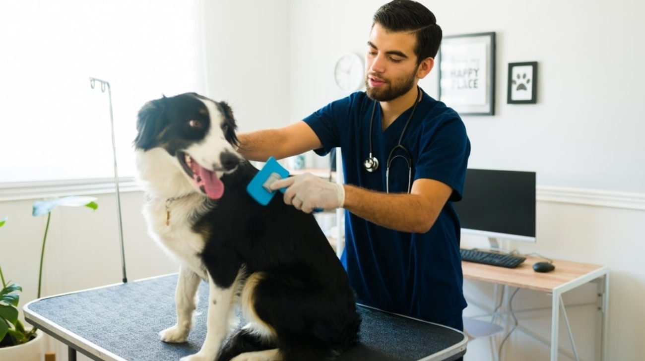 Read more about the article How to Brush a Collie | 8 Easy Steps