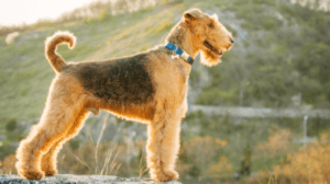 Read more about the article Do Airedale Terriers Need Grooming?