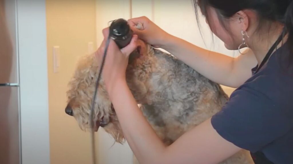 Airedale Terriers Need Grooming