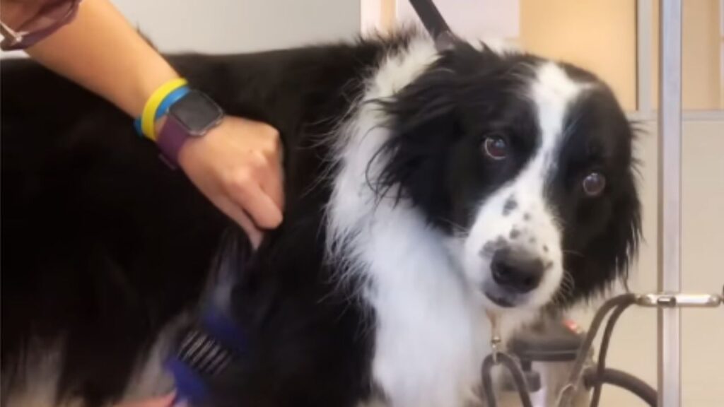 How to Brush a Collie