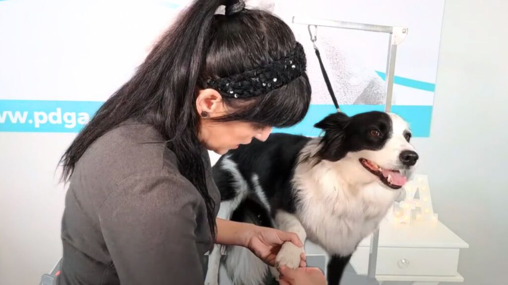 Professional Grooming For Collie