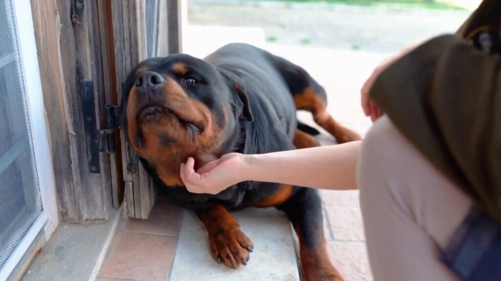 Understanding the Rottweiler's Temperament