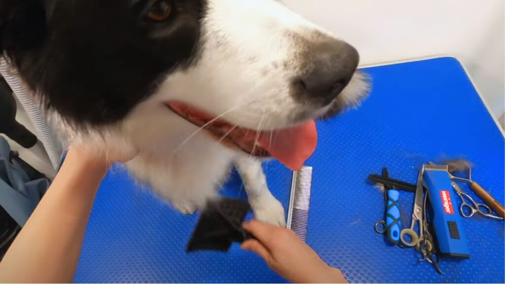 Guide to Brushing Your Border Collie