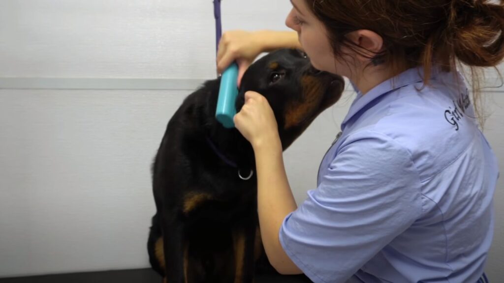 How to Properly Brush Your Rottweiler?