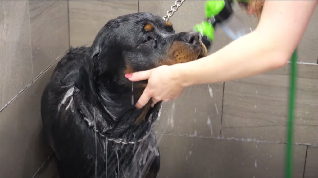 Brushing Your Rottweiler