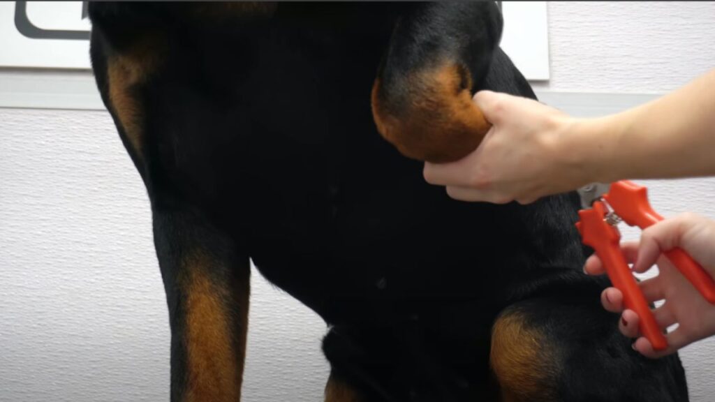 Nail Trimming and Paw Care