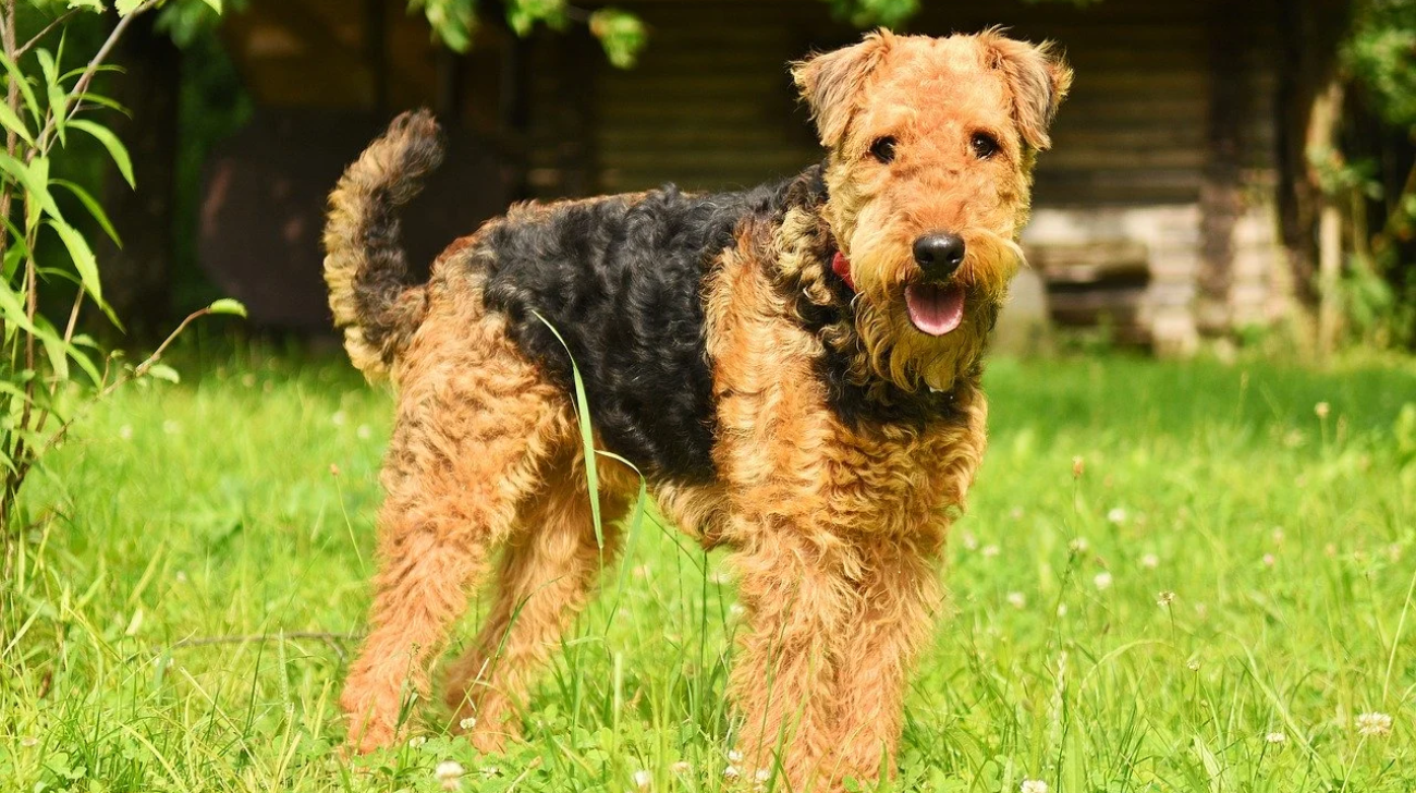 Read more about the article Do Airedales Have Hair or Fur | 4 Grooming Tips