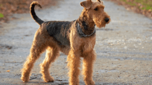 Read more about the article How Often Do You Brush Airedale | 5 Tips to Know