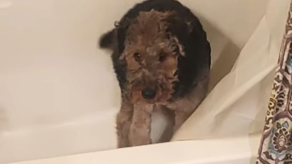 Bathing and Coat Care  of Airedale Terrier