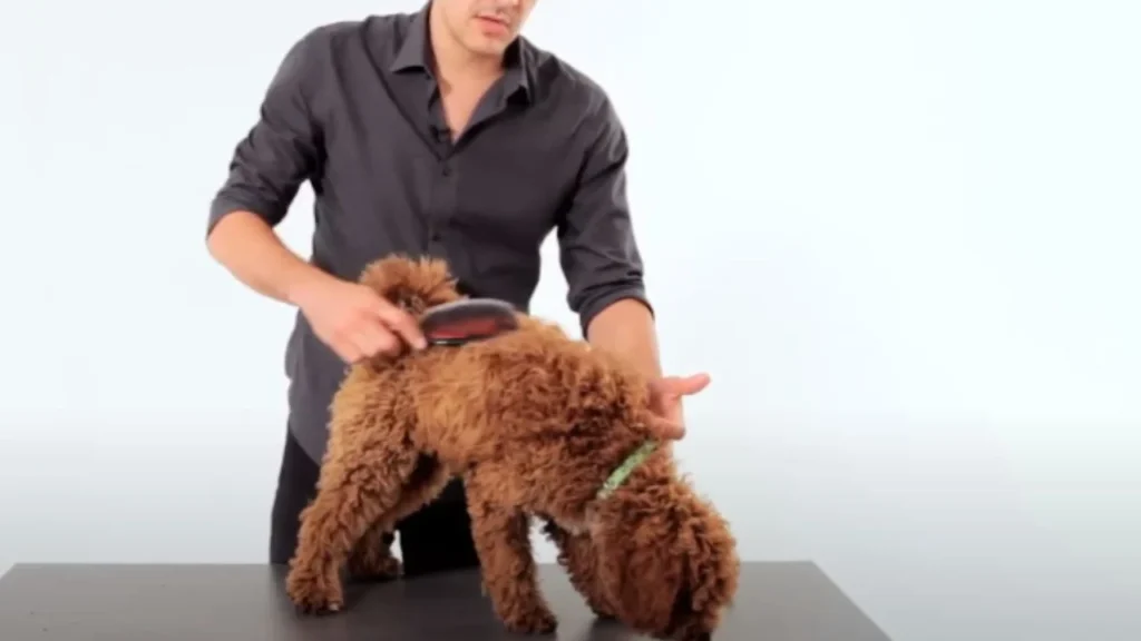 How Often Should You Brush Your Poodle?