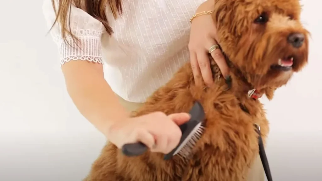 Why Do You Need the Right Type of Dog Brush?