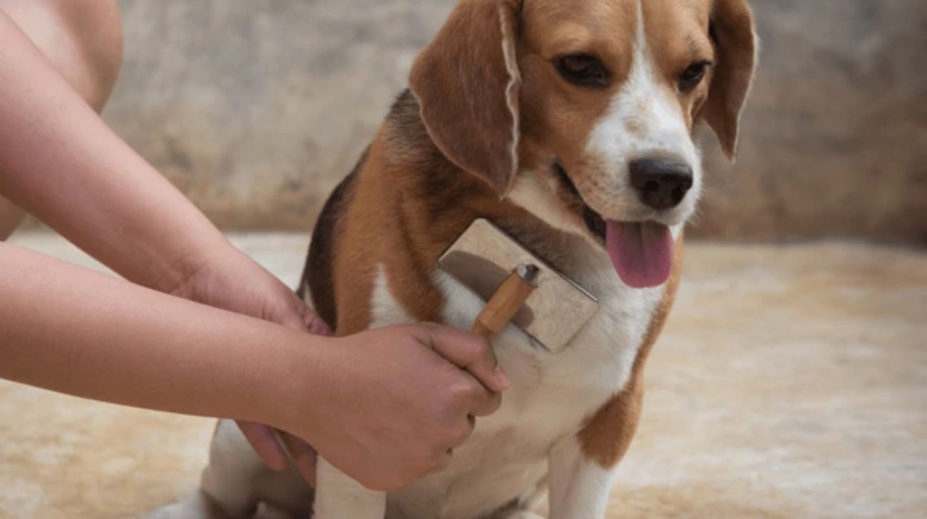 You are currently viewing What Should I Brush My Beagle With | 4 Top Options