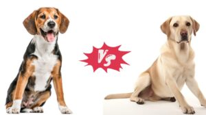 Read more about the article Is a Beagle Better Than a Labrador | 10 Differences