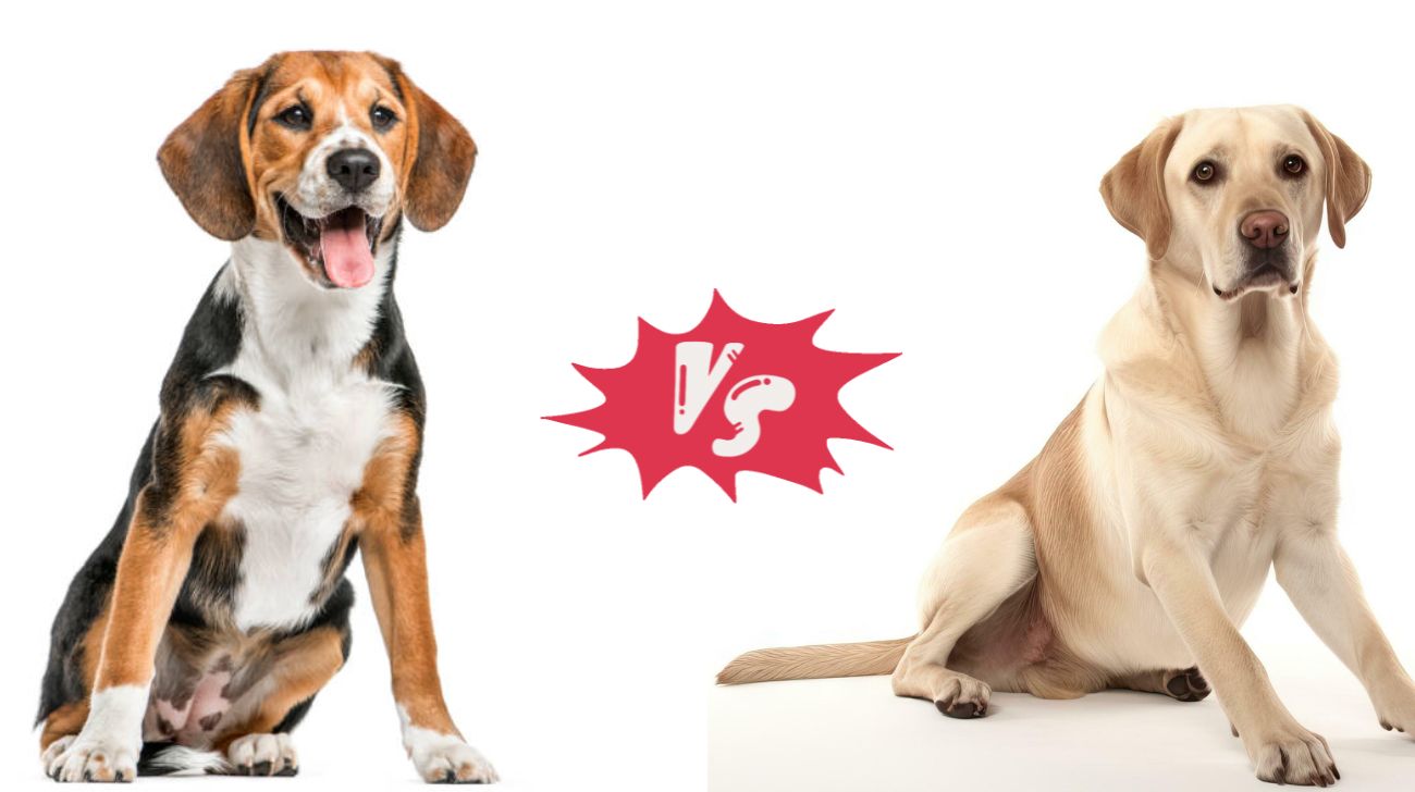 You are currently viewing Is a Beagle Better Than a Labrador | 10 Differences