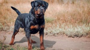 Read more about the article Is a Rottweiler a Good Family Dog?