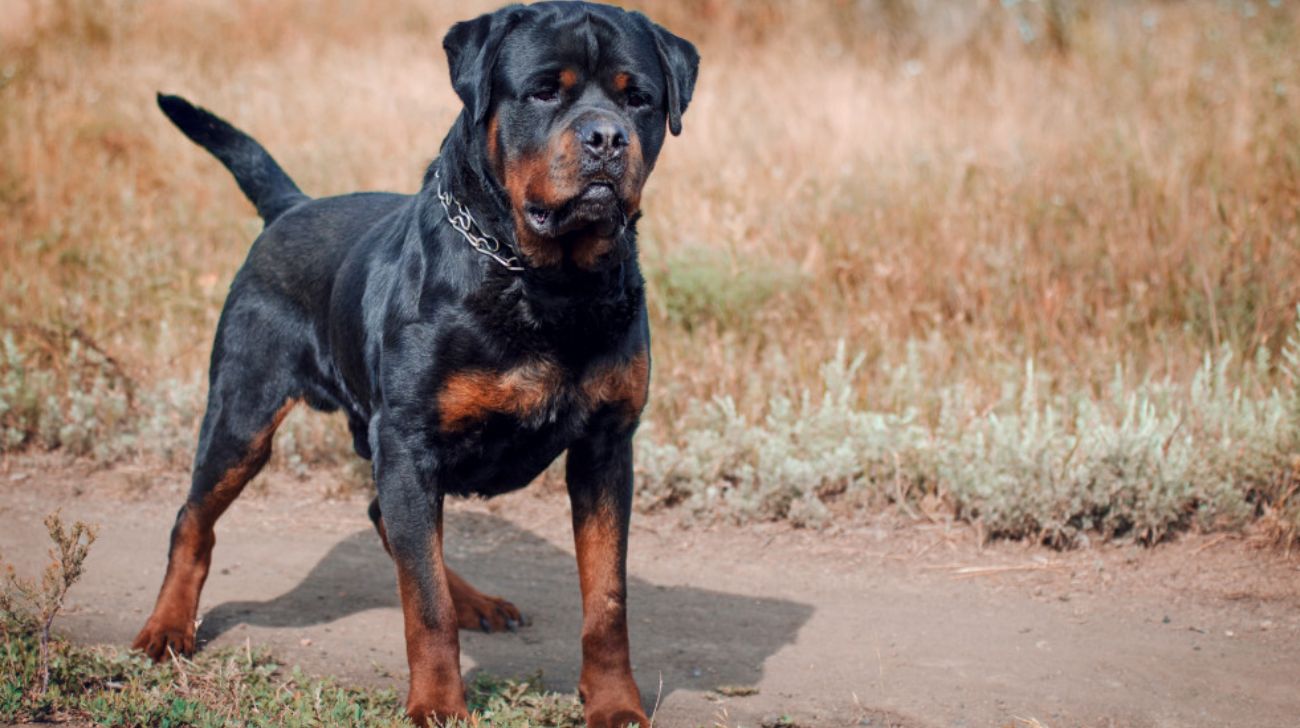 Read more about the article Is a Rottweiler a Good Family Dog?