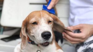 Read more about the article Best Dog Brush for Beagles | 6 Best Ones