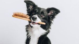 Read more about the article Should You Brush Your Border Collie | 4 Benefits 