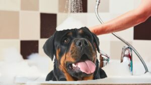 Read more about the article Best Dog Brush for Rottweiler | 6 Top Picks