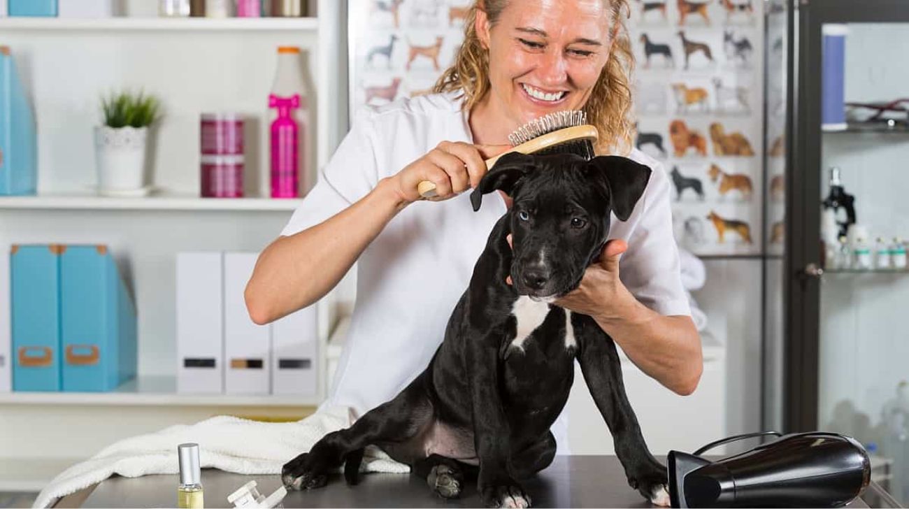 Read more about the article How to Deshed Short Hair Dogs: 5 Simple Steps