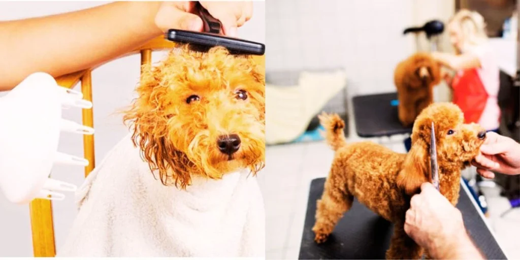 Wet Brushing a Poodle