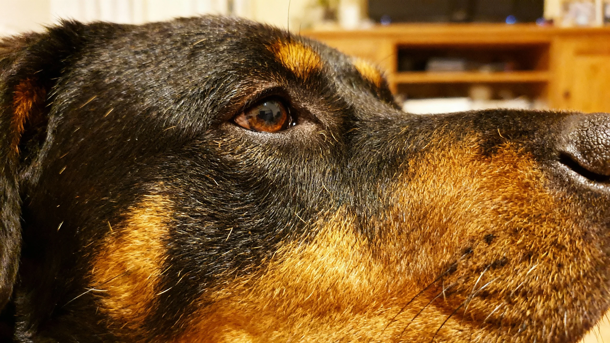 rottweiler-double-coat-close-up Rottweiler grooming close-up showing the double coat texture
