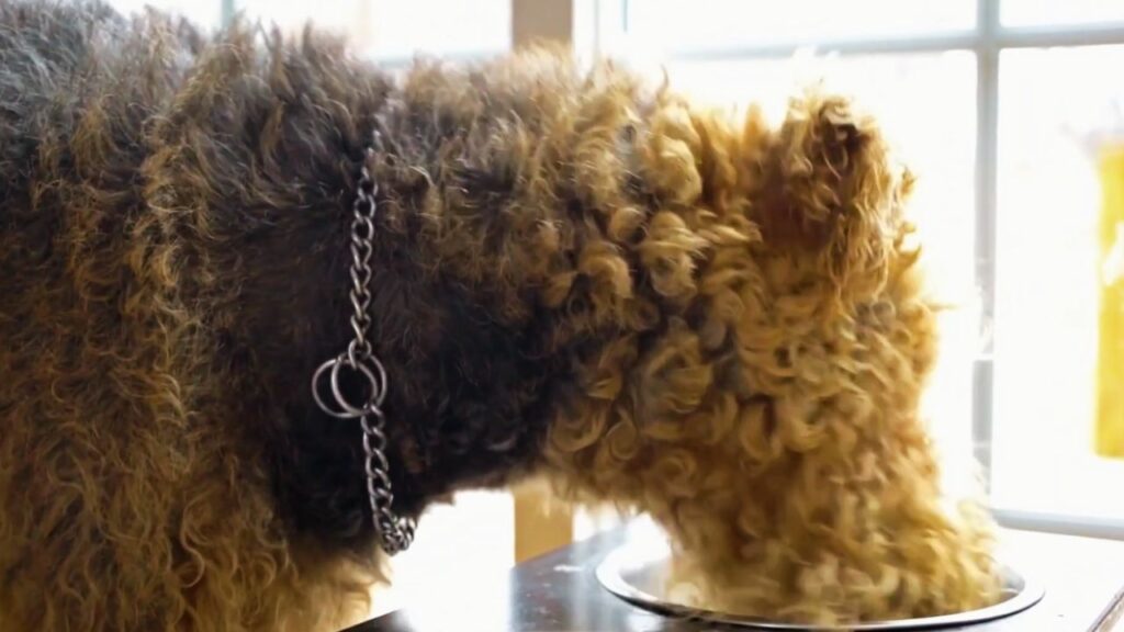 Health and Coat Care of Airedale Terriers