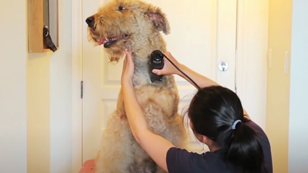 Grooming Routine and Techniques For Airedale Terrier