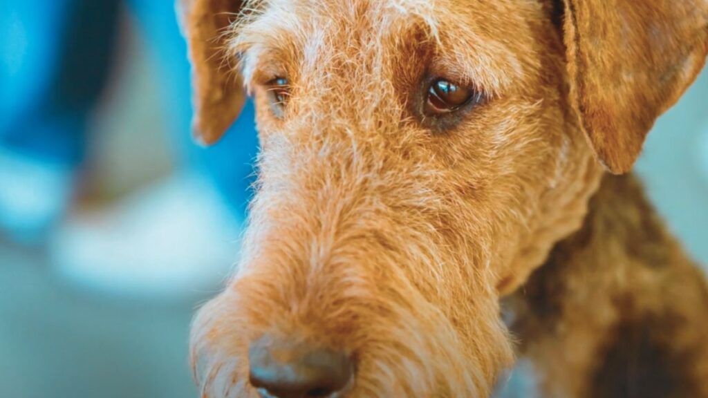 Health Concerns and Preventative Care For Airedale Terriers